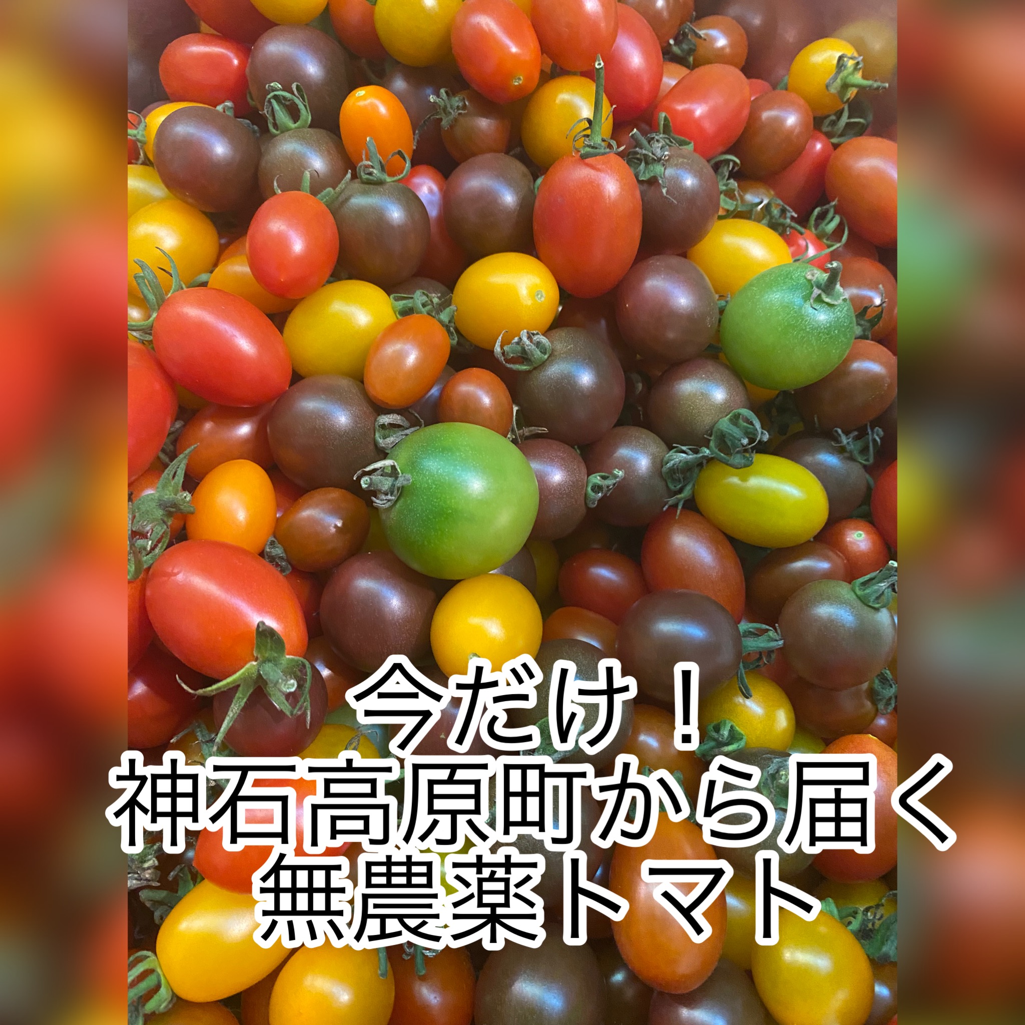 広島　おばんざい　AGRIのブログ　～～神石高原町の無農薬トマト～
